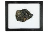 Polished Lunar Meteorite ( g) Slice - Dayet el Aam #301189-1